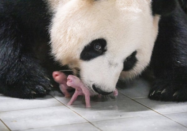 美 타임지 올해의 100대 사진_ 쌍둥이 판다 탄생 장면.jpg