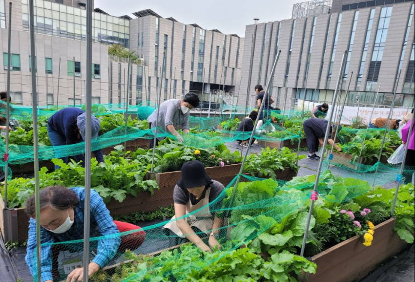 11-2. 용인특례시 수지구보건소가 진행하는 함께 만드는 행복데이 텃밭 모습..jpg