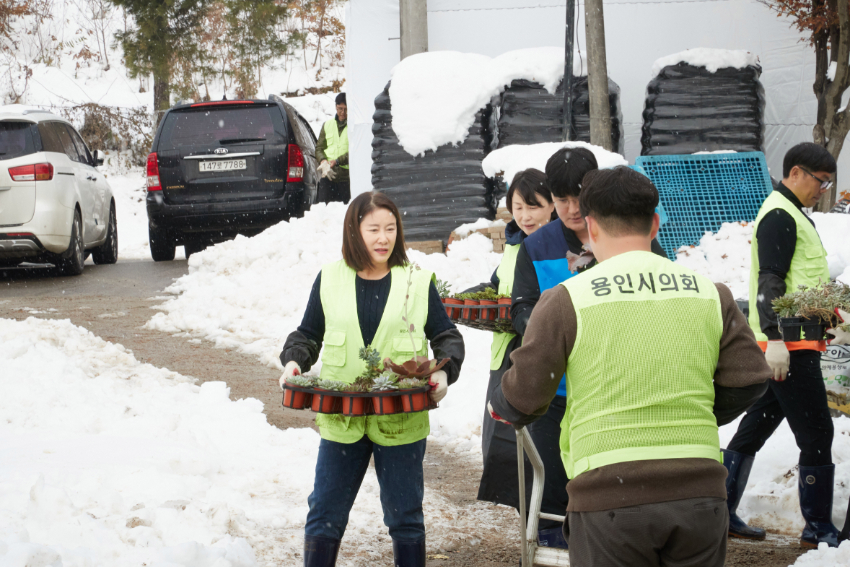 20241129 용인특례시의회, 남사화훼단지에서 폭설 피해 복구 지원(3).jpg