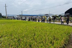 용인특례시, 백옥쌀 품종 변…