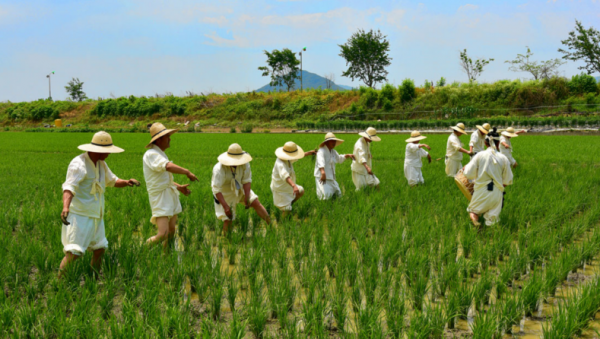 1-2. 용인특례시 향토무형유산으로 지정된 백암농요 논매기 모습.png